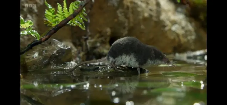 Eurasian water shrew (Neomys fodiens fodiens) as shown in Wild Isles - Freshwater